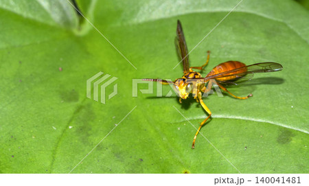Wasp,  Tropical Rainforest, Costa Rica 140041481