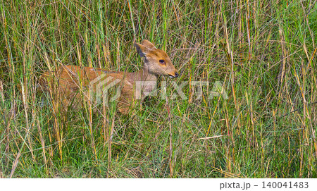 Barking Deer, Muntjacs, Mastreani Deer, Muntiacus muntjak, Royal Bardia National Park, Bardiya National Park, Nepal, Asia Barking Deer, Muntjacs, Mastreani Deer, Muntiacus muntjak, Royal Bardia National Park, Bardiya National Park, Nepal, Asia 140041483