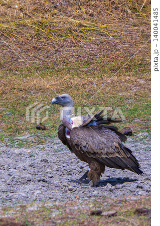 Griffon Vulture, Monfrague National Park, Spain Griffon Vulture, Monfrague National Park, Spain 140041485