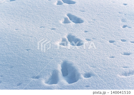 Fresh hare footprints and wild animal tracks on the sparkling white snow of a sunny winter field during a January walk 140041510