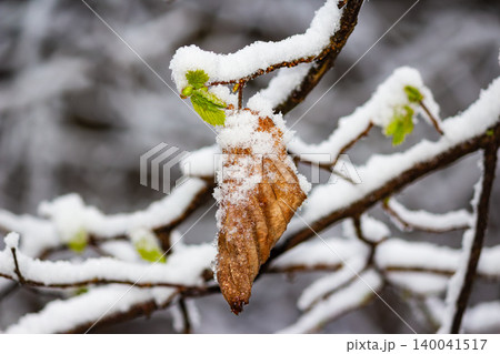 Crisp white snow blanket covers a withered autumn leaf alongside emerging vibrant green spring buds on a tree branch, capturing a surreal seasonal weather contrast in April Crisp white snow blanket covers a withered autumn leaf alongside emerging vibrant green spring buds on a tree branch, capturing a surreal seasonal weather contrast in April 140041517