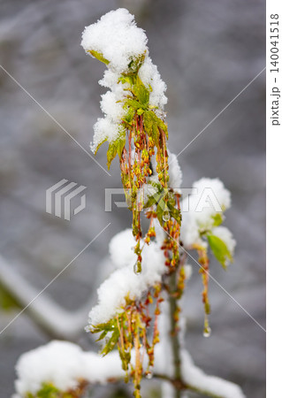 Fresh maple catkins covered in thick layers of white spring snow, captured during a cold late April day in nature with soft natural bokeh background creating a crisp floral contrast Fresh maple catkins covered in thick layers of white spring snow, captured during a cold late April day in nature with soft natural bokeh background creating a crisp floral contrast 140041518