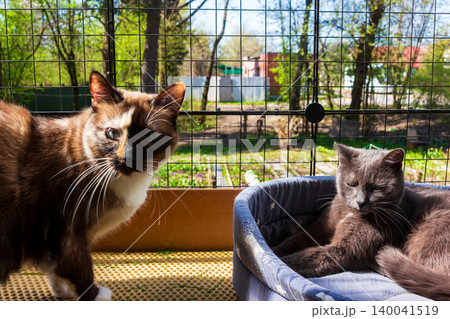 Two adorable cats relaxing on a secure outdoor catio, one curious calico looking at the camera while a grey companion rests peacefully in a cozy soft bed under the sun Two adorable cats relaxing on a secure outdoor catio, one curious calico looking at the camera while a grey companion rests peacefully in a cozy soft bed under the sun 140041519