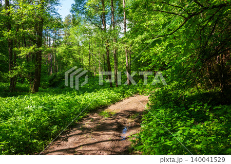Muddy dirt road winding through a vibrant lush green deciduous forest with tall slender trees under a sunny summer sky, perfect for peaceful hiking and exploring nature wilderness 140041529