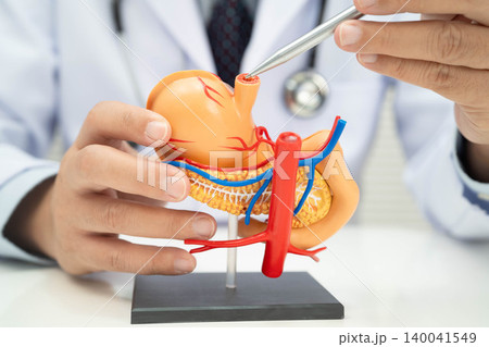 Stomach disease, doctor holding anatomy model for study diagnosis and treatment in hospital. Stomach disease, doctor holding anatomy model for study diagnosis and treatment in hospital. 140041549