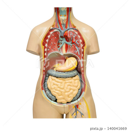 Human anatomy organ model isolated on white background. Human anatomy organ model isolated on white background. 140041669