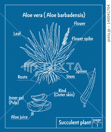 Aloe vera plant blue print illustrating parts including leaf, flower, roots, and inner gel, presented on a blue background with labeled sections for educational purposes Aloe vera plant blue print illustrating parts including leaf, flower, roots, and inner gel, presented on a blue background with labeled sections for educational purposes 140041704