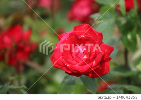 荒尾市 おもやい市民花壇 バラの花、 荒尾市 おもやい市民花壇 バラの花、 140041855
