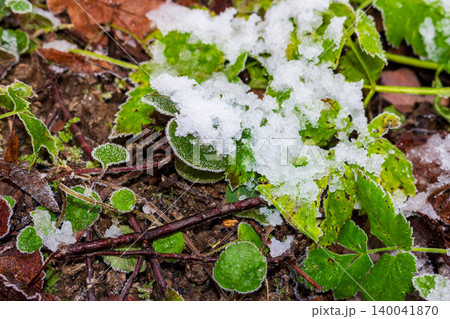 First winter snow and delicate hoarfrost covering vibrant green forest leaves on cold ground in late autumn November morning 140041870