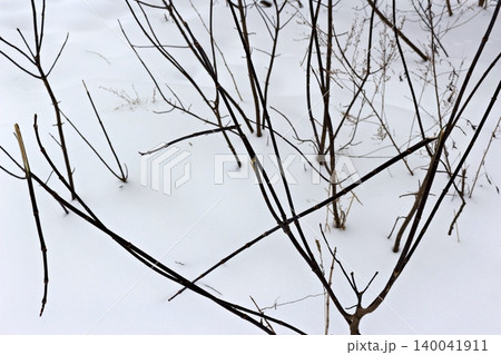 Dark, stark bare branches pierce bright white snow, featuring a few broken stems creating intriguing abstract lines Dark, stark bare branches pierce bright white snow, featuring a few broken stems creating intriguing abstract lines 140041911