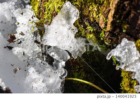 Close-up of melting spring snow chunks clinging to vibrant green moss on dark tree bark, capturing the transition from winter to spring Close-up of melting spring snow chunks clinging to vibrant green moss on dark tree bark, capturing the transition from winter to spring 140041925
