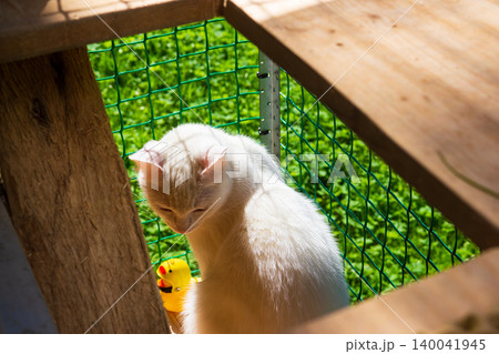 Adorable fluffy white pussycat resting comfortably in a secure outdoor cat enclosure, basking in warm sunlight next to a small rubber duck toy on a sunny summer day Adorable fluffy white pussycat resting comfortably in a secure outdoor cat enclosure, basking in warm sunlight next to a small rubber duck toy on a sunny summer day 140041945