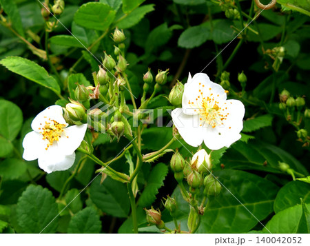 白いノイバラの花と蕾が彩る初夏の自然風景 白いノイバラの花と蕾が彩る初夏の自然風景 140042052