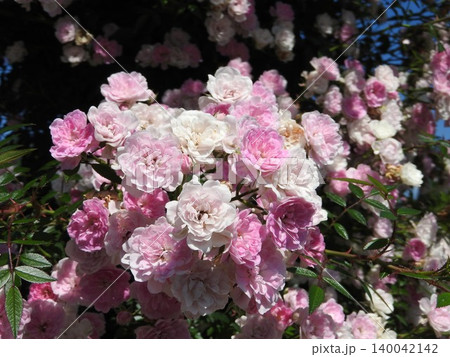 満開のバラの花：舞姫 140042142