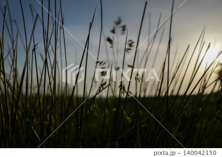 Various low angle photos of moorland grasses with low sun, deep shadows and open moorland 140042150