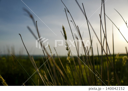 Various low angle photos of moorland grasses with low sun, deep shadows and open moorland 140042152