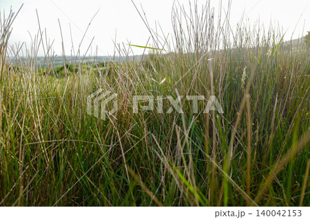 Various low angle photos of moorland grasses with low sun, deep shadows and open moorland 140042153