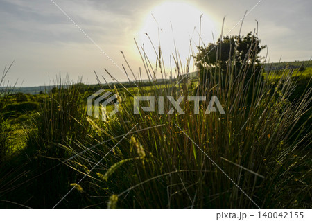 Various low angle photos of moorland grasses with low sun, deep shadows and open moorland Various low angle photos of moorland grasses with low sun, deep shadows and open moorland 140042155