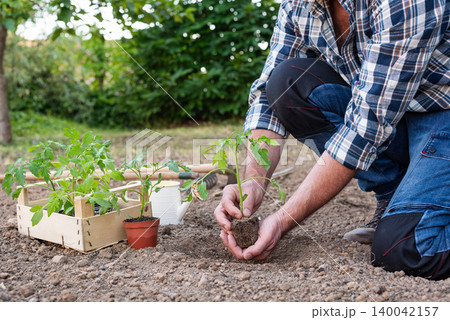 Planting tomato seedlings in the ground by hand. Agriculture. 140042157