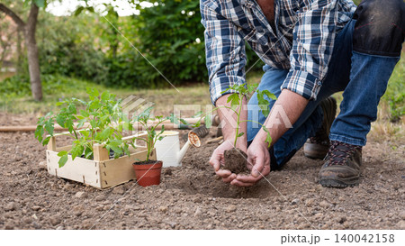 Planting tomato seedlings in the ground by hand. Agriculture. Planting tomato seedlings in the ground by hand. Agriculture. 140042158