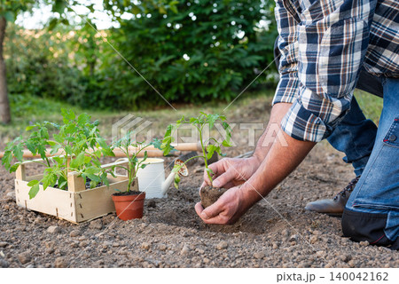 Planting tomato seedlings in the ground by hand. Agriculture. Planting tomato seedlings in the ground by hand. Agriculture. 140042162