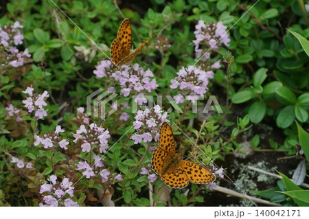 イブキジャコウソウの蜜を吸うコヒョウモン イブキジャコウソウの蜜を吸うコヒョウモン 140042171