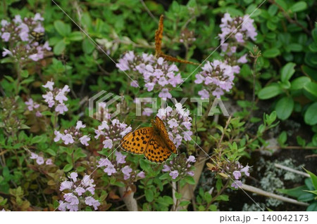 イブキジャコウソウの蜜を吸うコヒョウモン 140042173