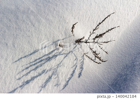 Dried brown plant poking through bright snow, casting long sharp shadows on a sunny winter day Dried brown plant poking through bright snow, casting long sharp shadows on a sunny winter day 140042184