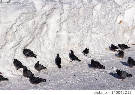 A flock of pigeons and crows huddle on a snow-covered ground, seeking warmth against a textured snow bank A flock of pigeons and crows huddle on a snow-covered ground, seeking warmth against a textured snow bank 140042212