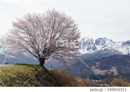 斜面に咲く一本桜 140042311