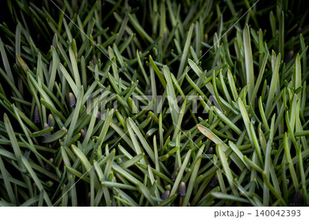 Green grass texture background Top view of bright grass garden Idea concept used for making green backdrop, lawn for training football pitch, Grass Golf Courses green lawn pattern textured background. Green grass texture background Top view of bright grass garden Idea concept used for making green backdrop, lawn for training football pitch, Grass Golf Courses green lawn pattern textured background. 140042393