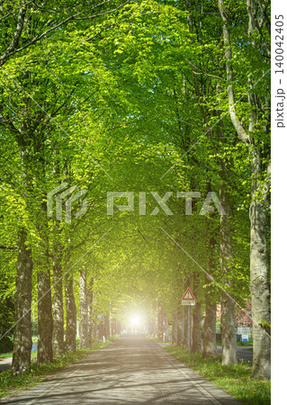 Tunnel-like Avenue of Linden Trees, Tree Lined Footpath through Park in Spring 140042405