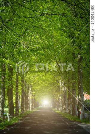 Tunnel-like Avenue of Linden Trees, Tree Lined Footpath through Park in Spring Tunnel-like Avenue of Linden Trees, Tree Lined Footpath through Park in Spring 140042406