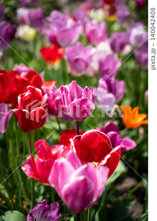Tulip. Beautiful bouquet of tulips. colorful tulips. tulips in spring,colourful tulip with dew drops 140042408