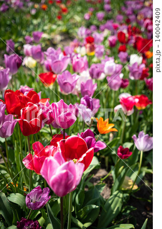 Tulip. Beautiful bouquet of tulips. colorful tulips. tulips in spring,colourful tulip with dew drops Tulip. Beautiful bouquet of tulips. colorful tulips. tulips in spring,colourful tulip with dew drops 140042409