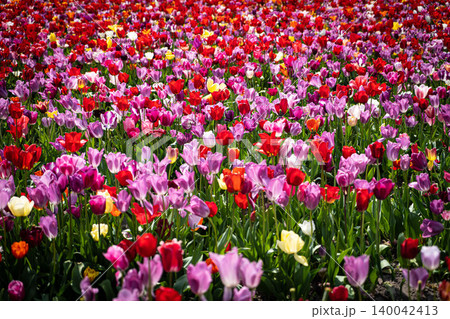 Tulip. Beautiful bouquet of tulips. colorful tulips. tulips in spring,colourful tulip with dew drops 140042413