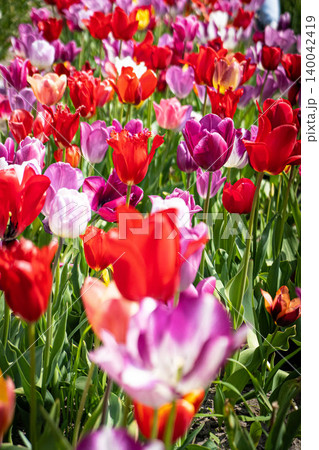 Spring meadow with a lot of multicolored violet and yellow tulip flowers, floral background 140042419