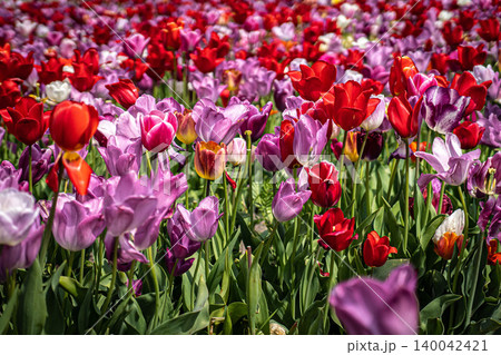 Spring meadow with a lot of multicolored violet and yellow tulip flowers, floral background Spring meadow with a lot of multicolored violet and yellow tulip flowers, floral background 140042421