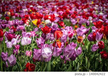 Spring meadow with a lot of multicolored violet and yellow tulip flowers, floral background Spring meadow with a lot of multicolored violet and yellow tulip flowers, floral background 140042422