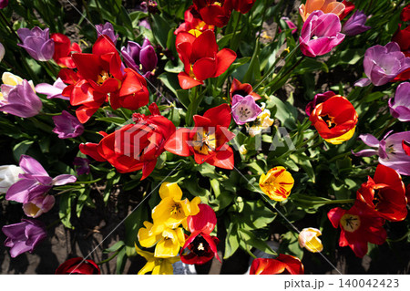 Spring meadow with a lot of multicolored violet and yellow tulip flowers, floral background Spring meadow with a lot of multicolored violet and yellow tulip flowers, floral background 140042423