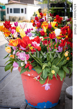 Multicolored spring tulips potted on the garden lawn, gardening, March 8, Women's Day greeting concept Multicolored spring tulips potted on the garden lawn, gardening, March 8, Women's Day greeting concept 140042424
