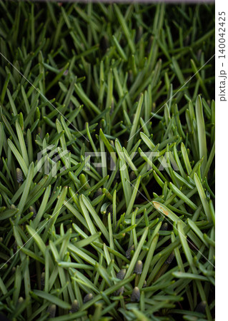 Green grass texture background Top view of bright grass garden Idea concept used for making green backdrop, lawn for training football pitch, Grass Golf Courses green lawn pattern textured background. Green grass texture background Top view of bright grass garden Idea concept used for making green backdrop, lawn for training football pitch, Grass Golf Courses green lawn pattern textured background. 140042425