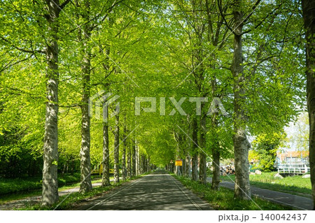 Tunnel-like Avenue of Linden Trees, Tree Lined Footpath through Park in Spring Tunnel-like Avenue of Linden Trees, Tree Lined Footpath through Park in Spring 140042437