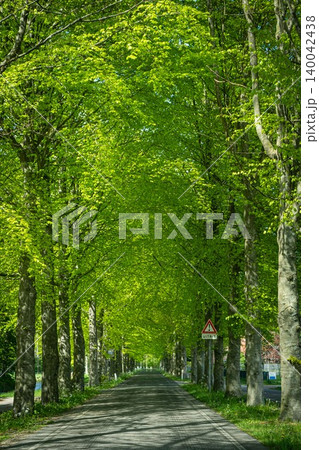 Tunnel-like Avenue of Linden Trees, Tree Lined Footpath through Park in Spring 140042438