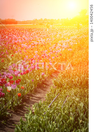 Aerial photo of beautiful bright pink tulip field located in Lisse Holland The Netherlands showing row of tulips pink flowers Aerial photo of beautiful bright pink tulip field located in Lisse Holland The Netherlands showing row of tulips pink flowers 140042456