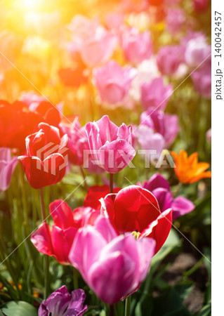 Tulip. Beautiful bouquet of tulips. colorful tulips. tulips in spring,colourful tulip with dew drops Tulip. Beautiful bouquet of tulips. colorful tulips. tulips in spring,colourful tulip with dew drops 140042457