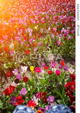 Tulip. Beautiful bouquet of tulips. colorful tulips. tulips in spring,colourful tulip with dew drops Tulip. Beautiful bouquet of tulips. colorful tulips. tulips in spring,colourful tulip with dew drops 140042460