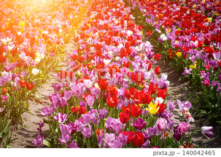 Aerial photo of beautiful bright pink tulip field located in Lisse Holland The Netherlands showing row of tulips pink flowers Aerial photo of beautiful bright pink tulip field located in Lisse Holland The Netherlands showing row of tulips pink flowers 140042465