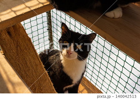 Keen tuxedo cat with captivating yellow eyes peeking from its bi-level wooden catio, eager to ascend. Sunny pet portrait Keen tuxedo cat with captivating yellow eyes peeking from its bi-level wooden catio, eager to ascend. Sunny pet portrait 140042513