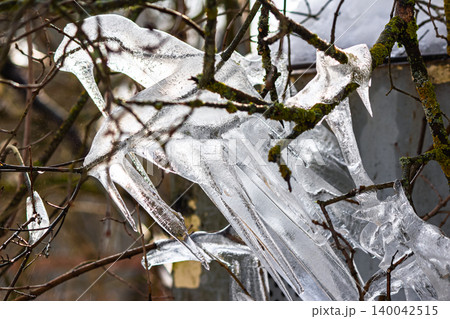 Stunning abstract ice formations clinging to mossy bare branches during a winter thaw Stunning abstract ice formations clinging to mossy bare branches during a winter thaw 140042515